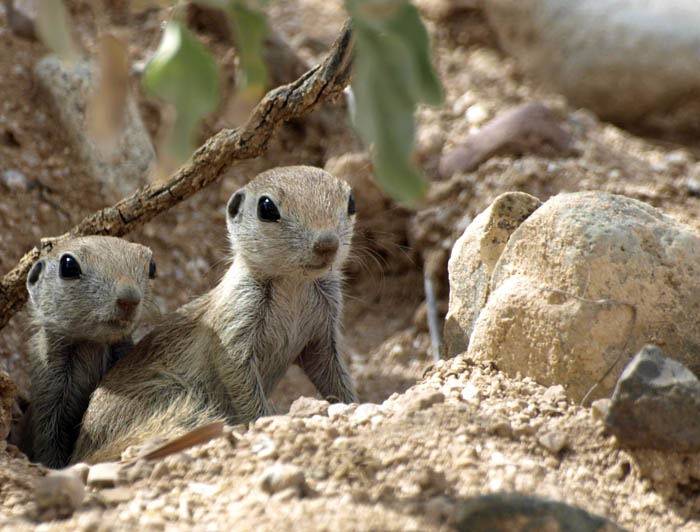 Ground squirrels